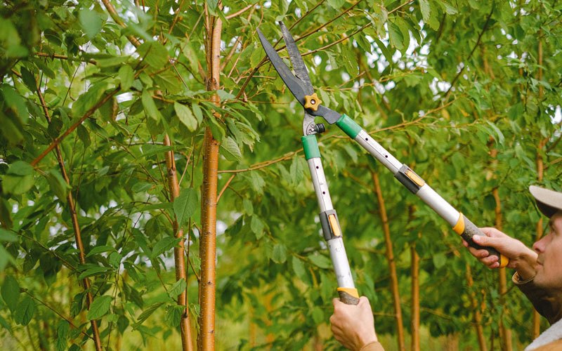 Tree trimming in Minier, IL