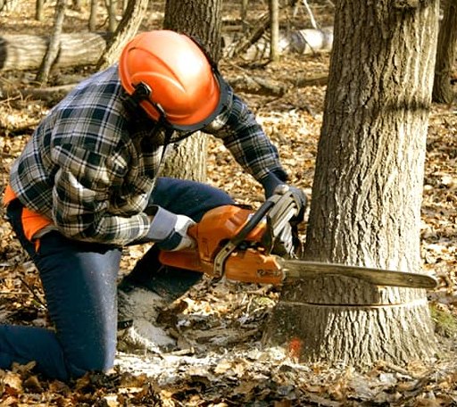 Tree Removal in Minier, IL
